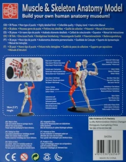 Anatomimodel - Muskler og skelet