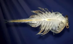 Aqua Dragons i akvarium m. LED lys