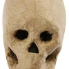 Kranium i papmaché - H: 10 cm.