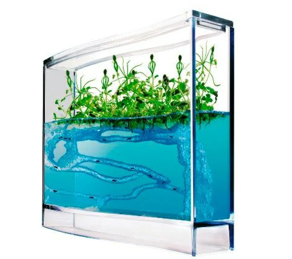 Myreakvarium med planter