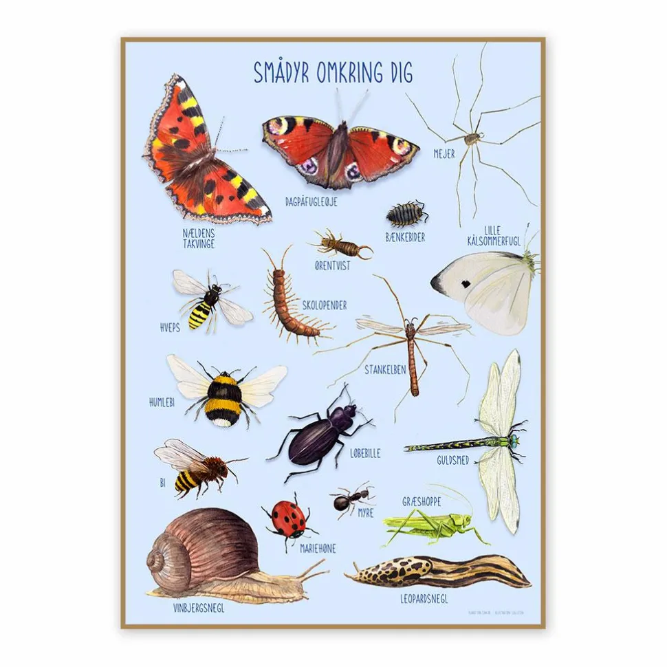 Plakat 50 x 70 cm - Smådyr omkring dig
