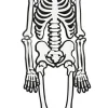 Skelet (glow in the dark) i karton, 120 cm.