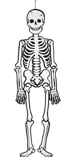 Skelet (glow in the dark) i karton, 120 cm.