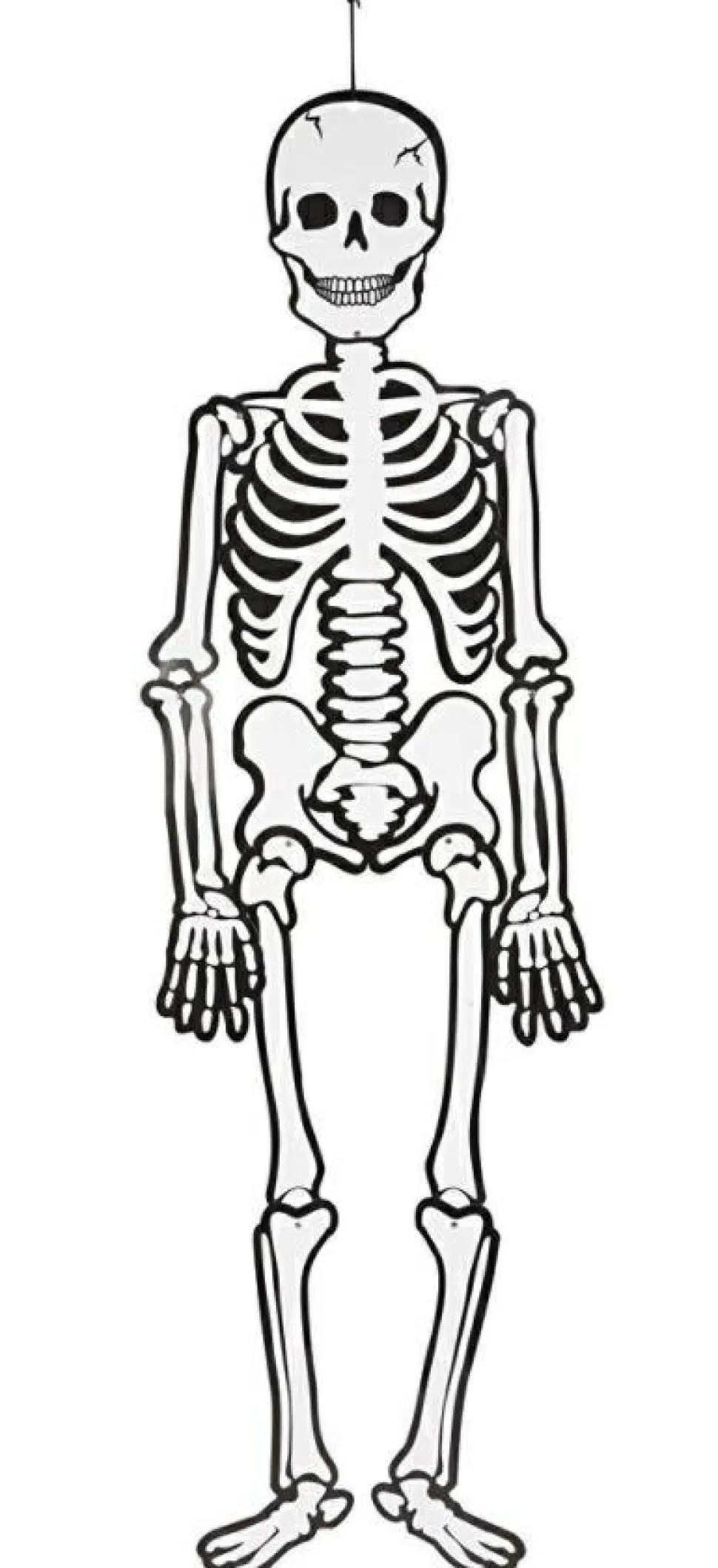 Skelet (glow in the dark) i karton, 120 cm.